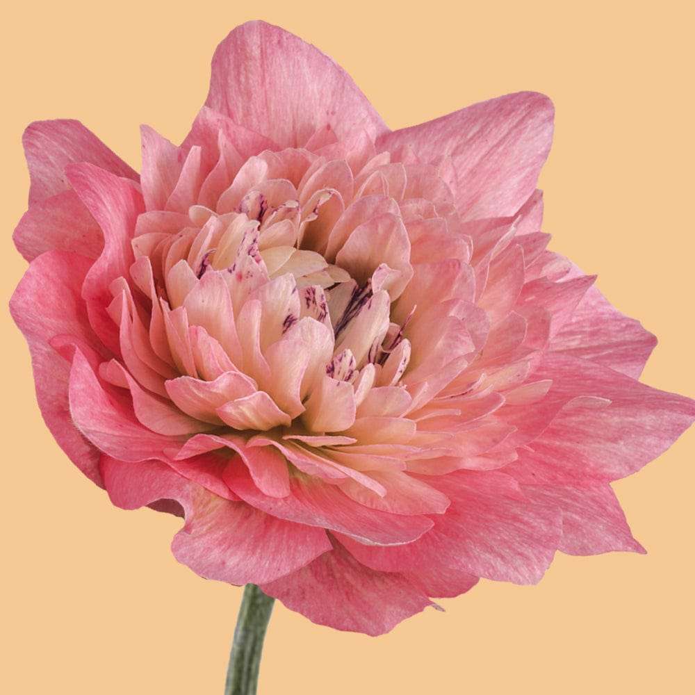 Anemone 'Levante Rosa'